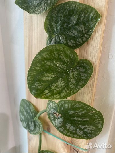 Монстера дубия