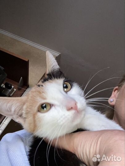 Трехцветный котенок девочка