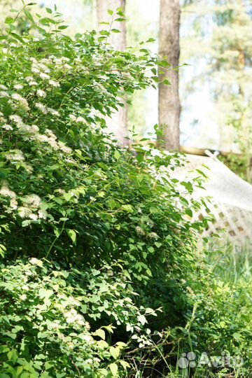 Декоративные деревья и кустарники для сада