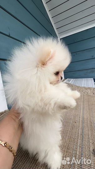 Мини шпиц мальчик и девочка