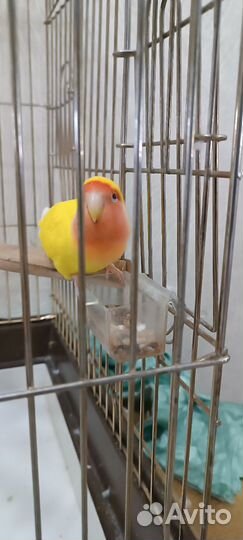 Попугай неразлучник жёлтый окрас