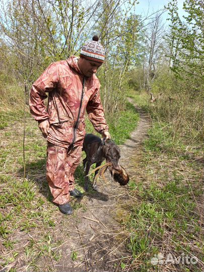 Натаска собак