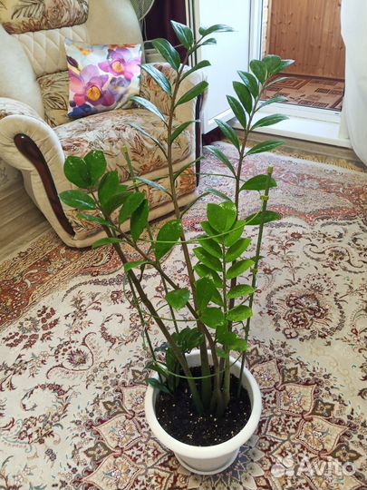 Замиокулькас