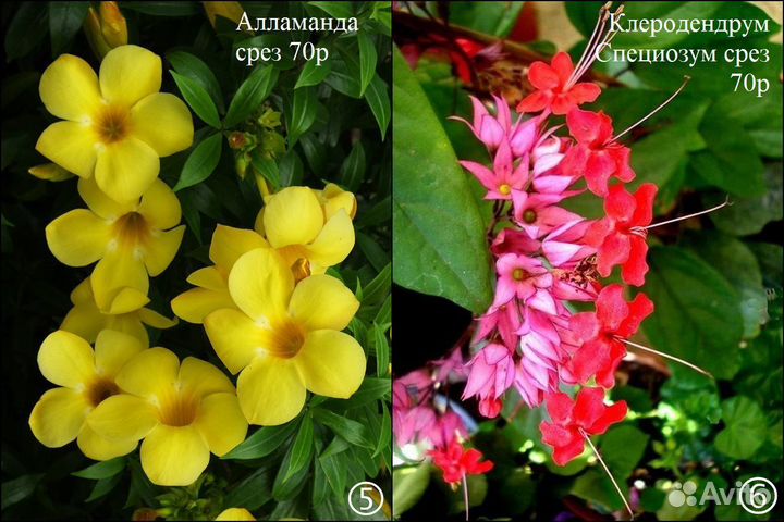 Алламанда филодендрон монстера