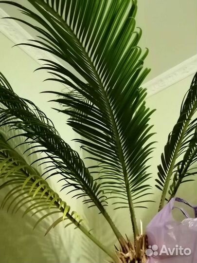 Цикас, Саговник