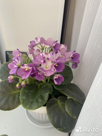 Фиалка в горшках сортовые