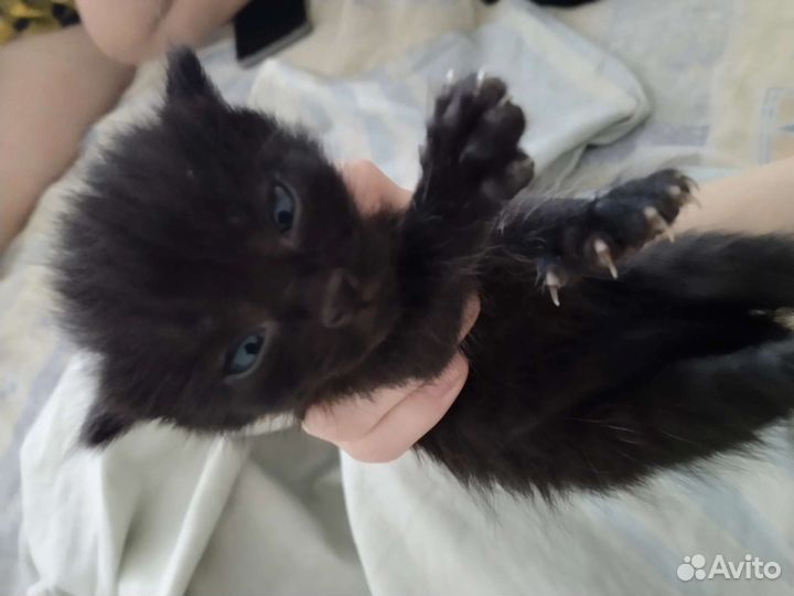 Кошка в дар