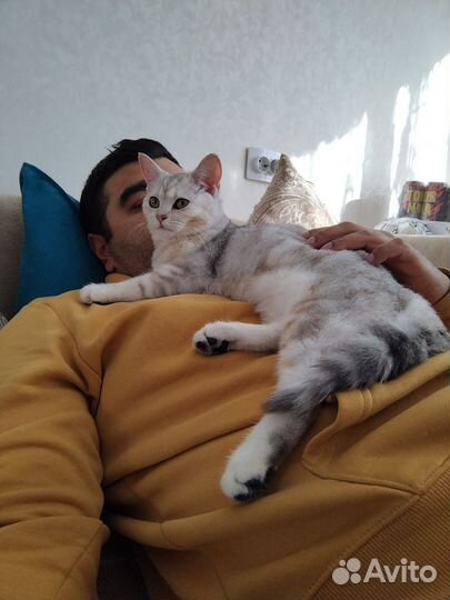 Кошка британка в добрые руки