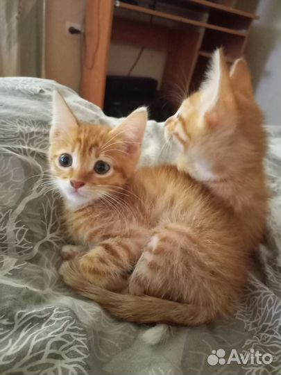 Рыжий котенок