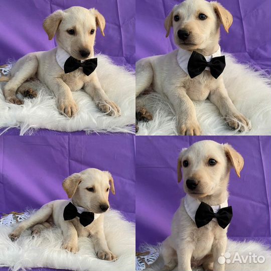 Щенок мальчик в добрые руки