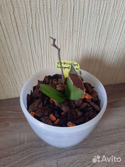 Орхидея фаленопсис I-hsin Spot Leopard peloric