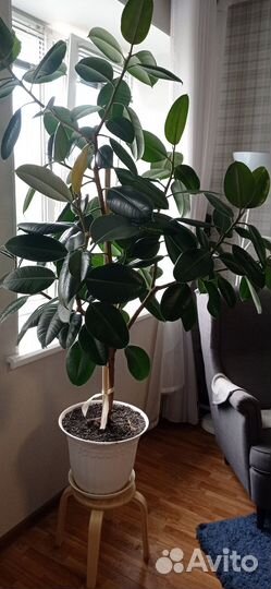 Отростки фикуса каучуконосного