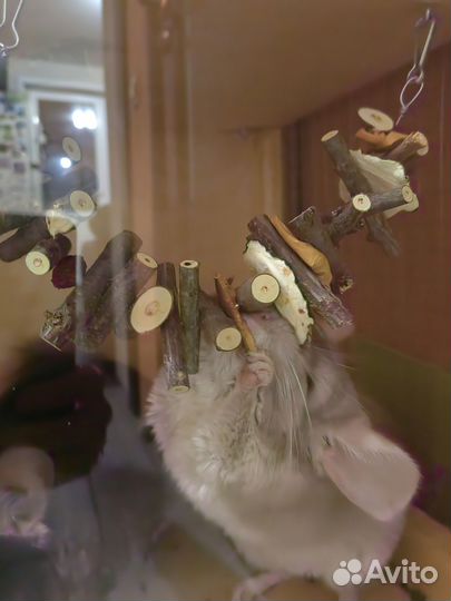 Игрушка-погрызушка для грызунов и птиц