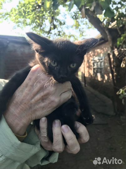 Котик,возраст примерно 2 месяца.В добрые ручки