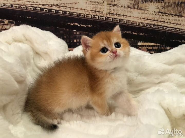 Вислоухие- фолд и прямоухие-страйт котята