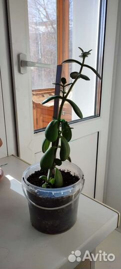 Толстянка, каланхое, денежное дерево