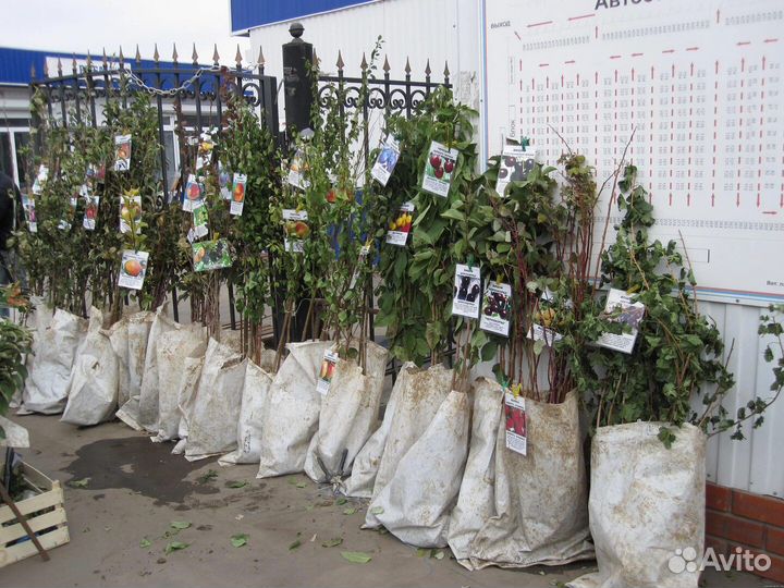 Саженцы большой выбор