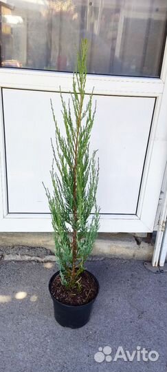 Можжевельник Блю арроу