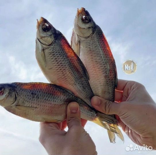 Вобла астраханская (вяленая рыба)