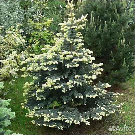 Ель Ян Бычковский