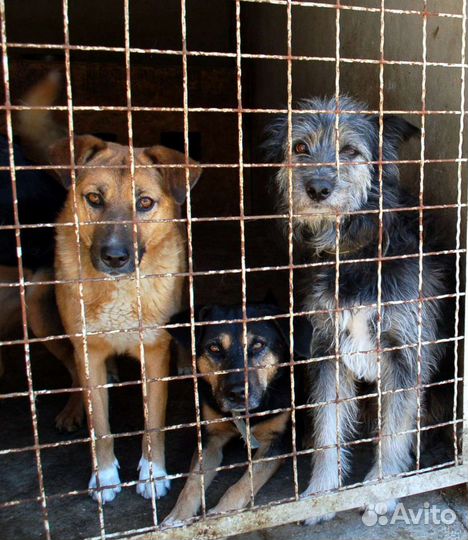 Собака в добрые руки