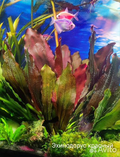 Аквариумные растения (прополка)
