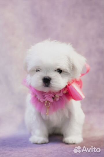 Щенки мальтезе