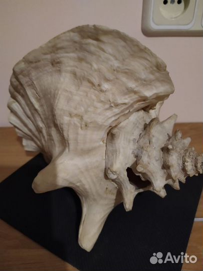 Большая раковина