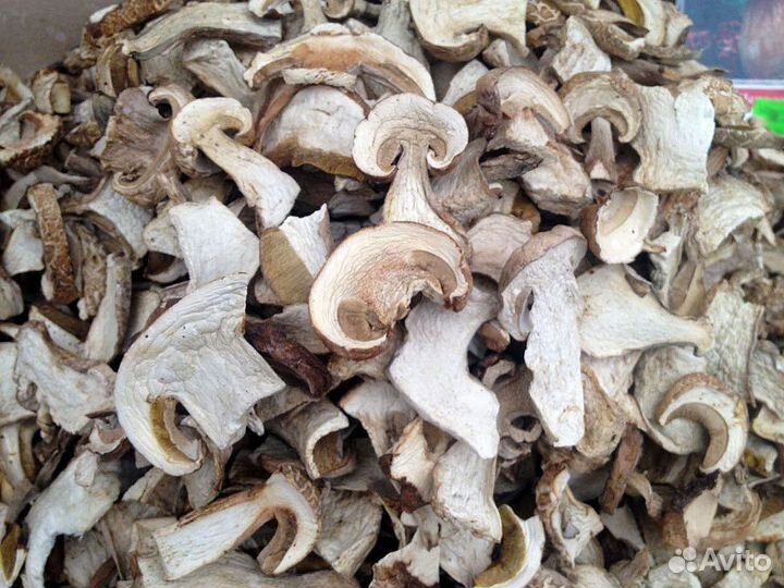 Грибы опт