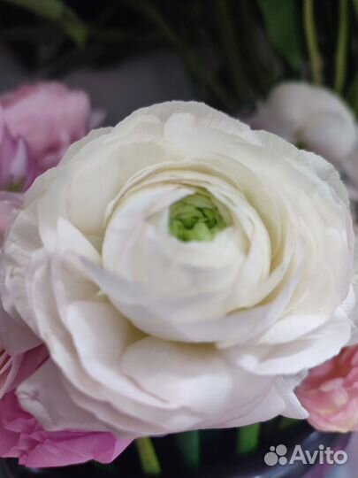 Ранункулюс букет