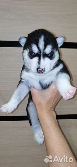 Щенки сибирский хаски