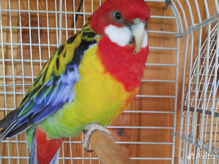 Попугай розелла