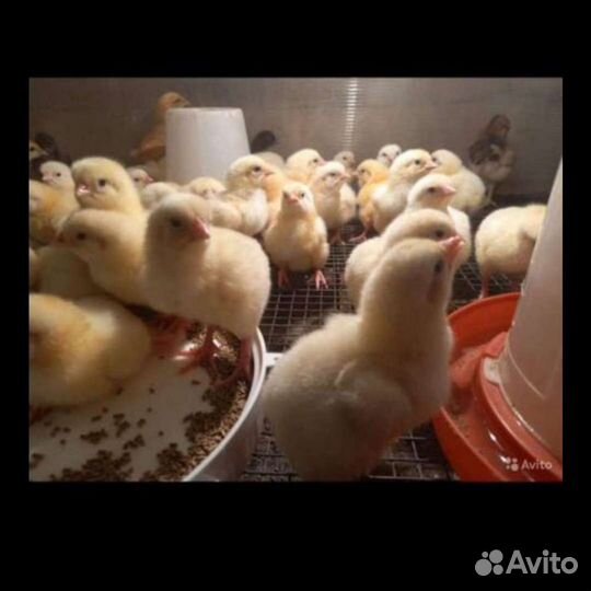 Цыплята ross 308, бройлер
