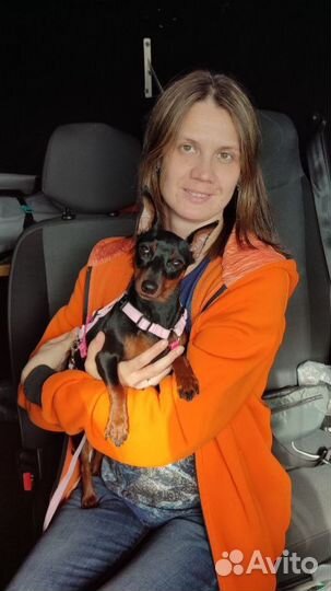 Выгул и передержка собак Митино