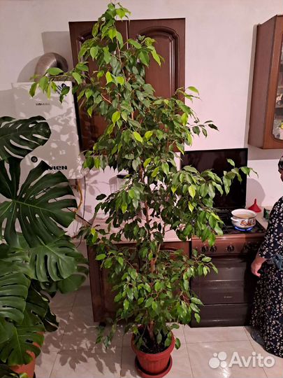 Фикус бенджамина