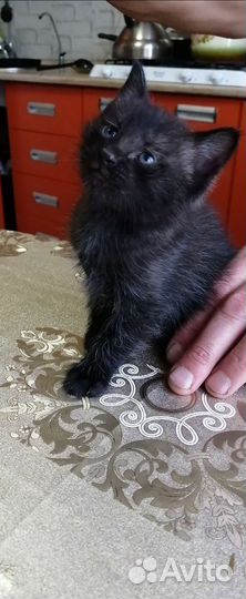 Котята бесплатно в добрые руки