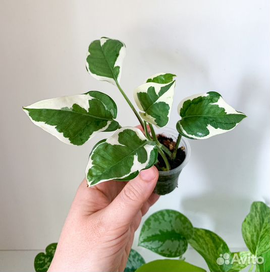 Сциндапсус, эпипремнум