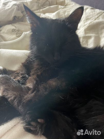 Кошка Муся