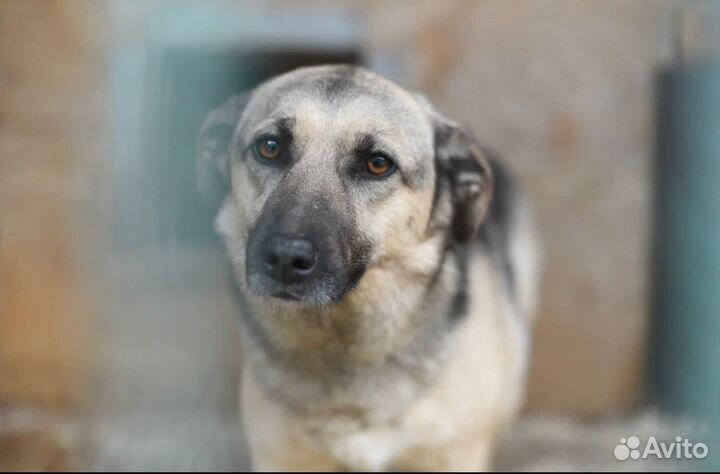 Жизнь в вольере. ищем дом