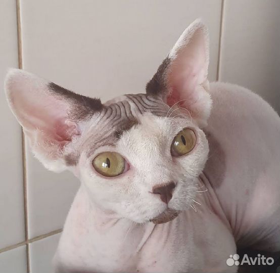 Девон-Рекс кошка