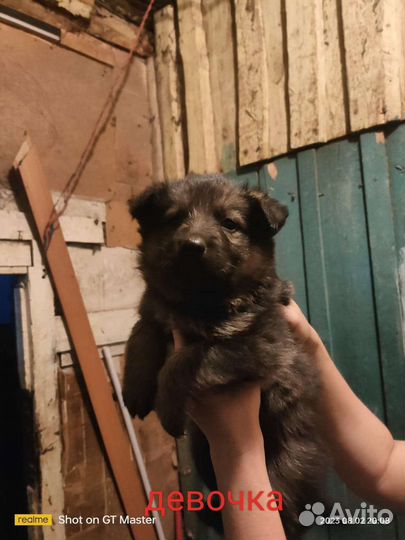 Щенки немецкой овчарки бесплатно