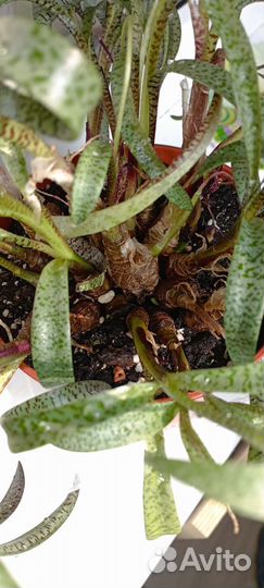 Ледебурия Socialis