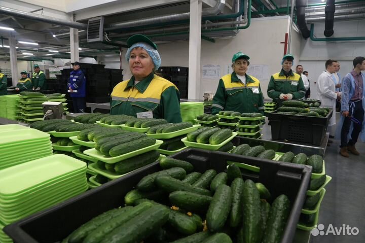 Работа в теплице.Упаковщик.Вахта.Жильё.Питание