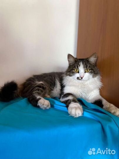 Кошечка Алиса