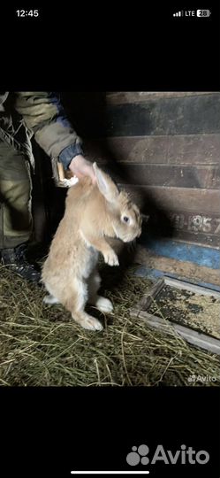 Кролик