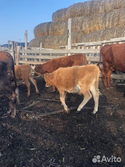 Телята Телки