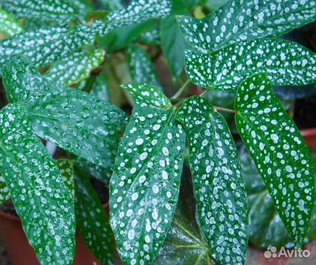 Комнатные растения цветы