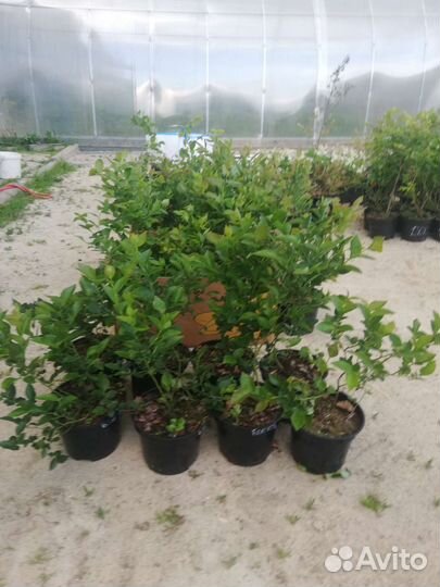 Голубика 3-х летние саженцы