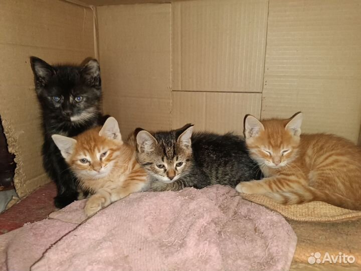 Рыжие котята в дар