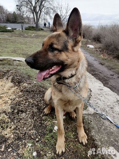 Немецкая овчарка. Вязка